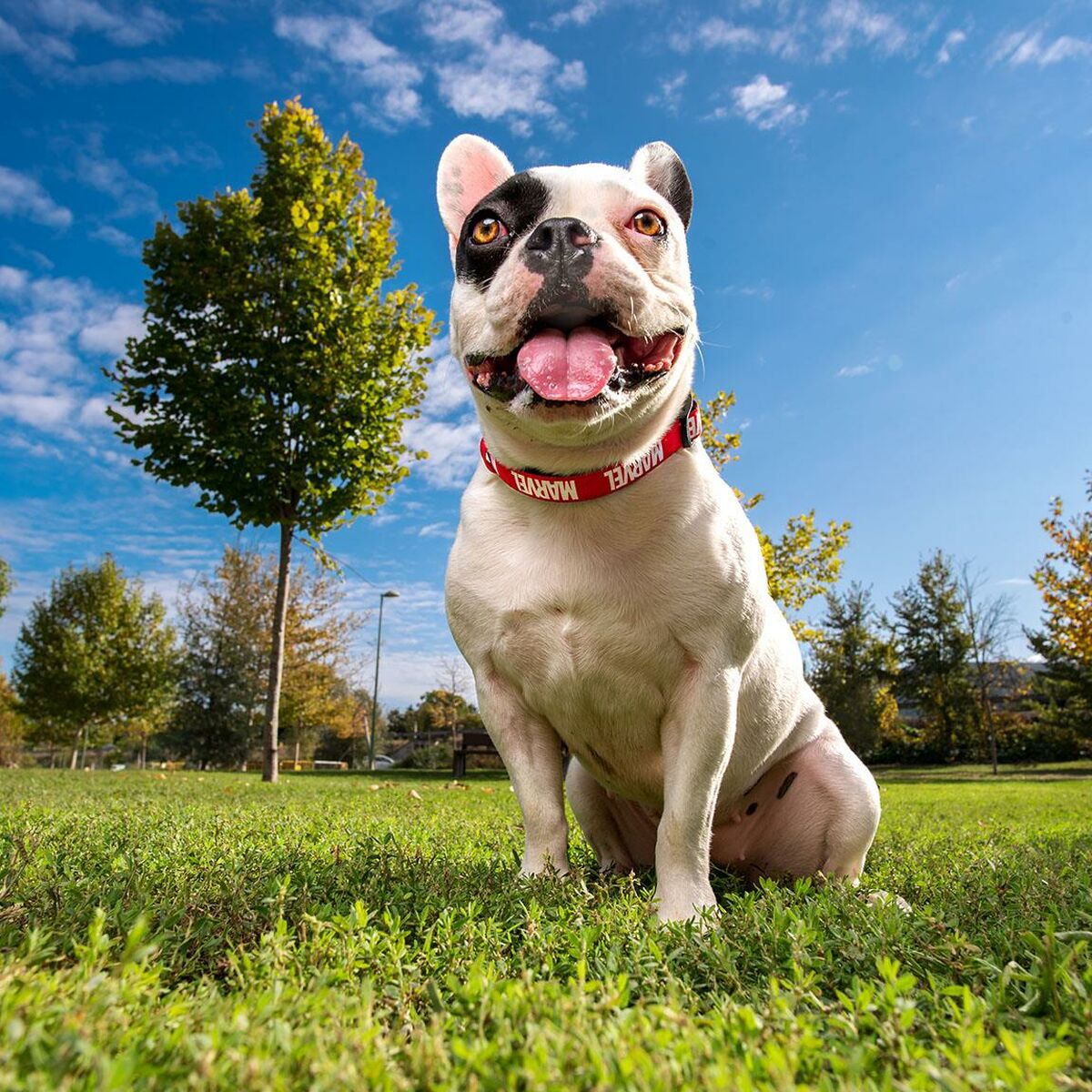 Dog collar Marvel Red S/M-4